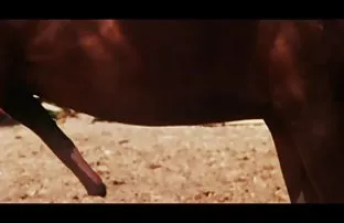 XXX वैयक्तिक मूखमैथून